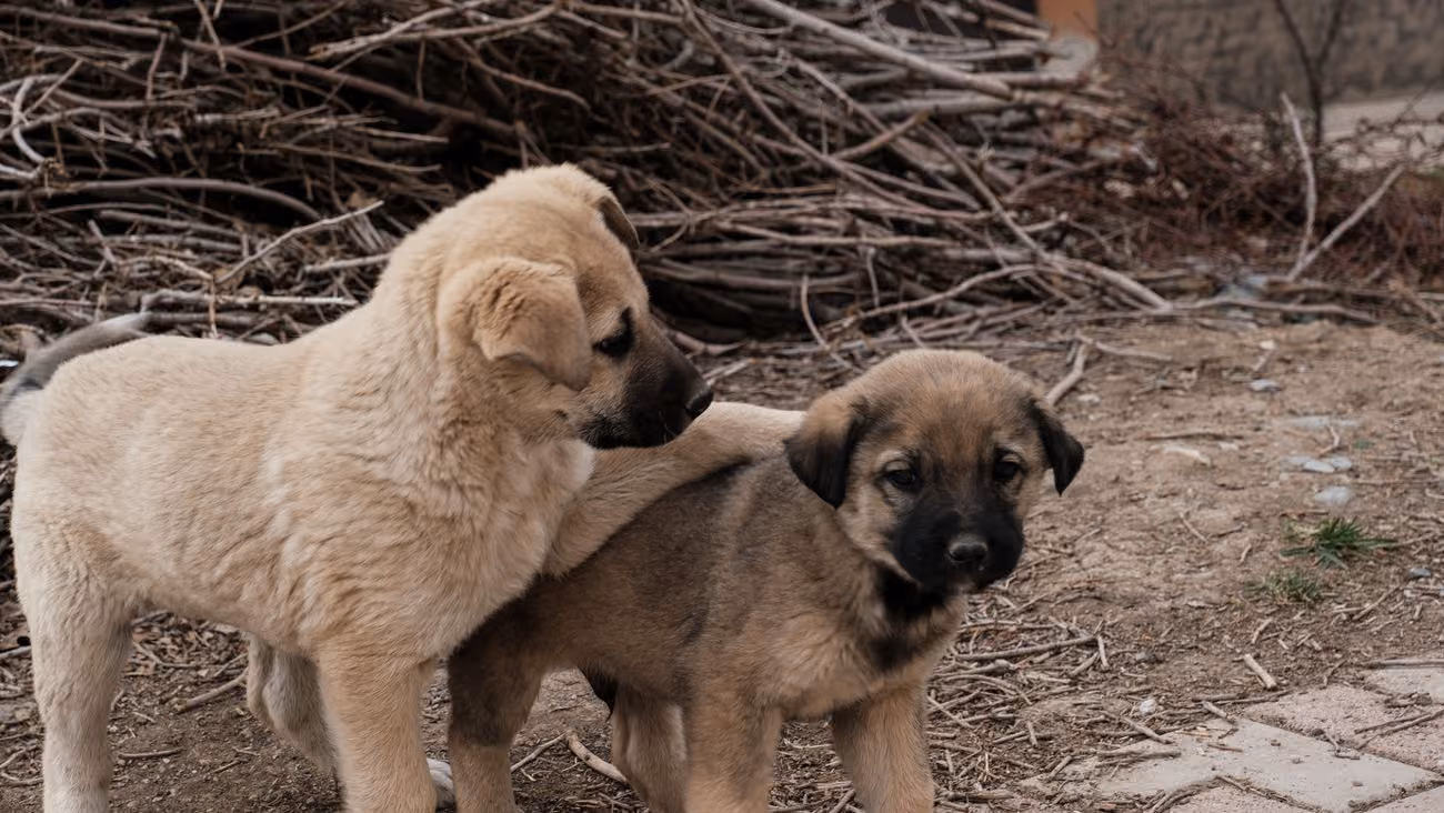 Cachorros juntos en una manta