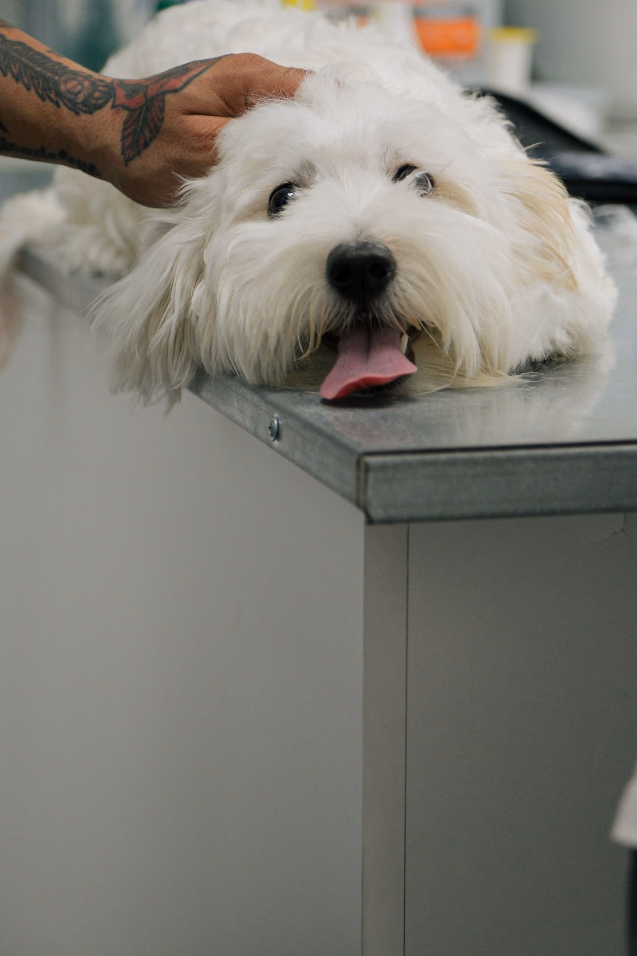 Perro esponjoso en la mesa del veterinario